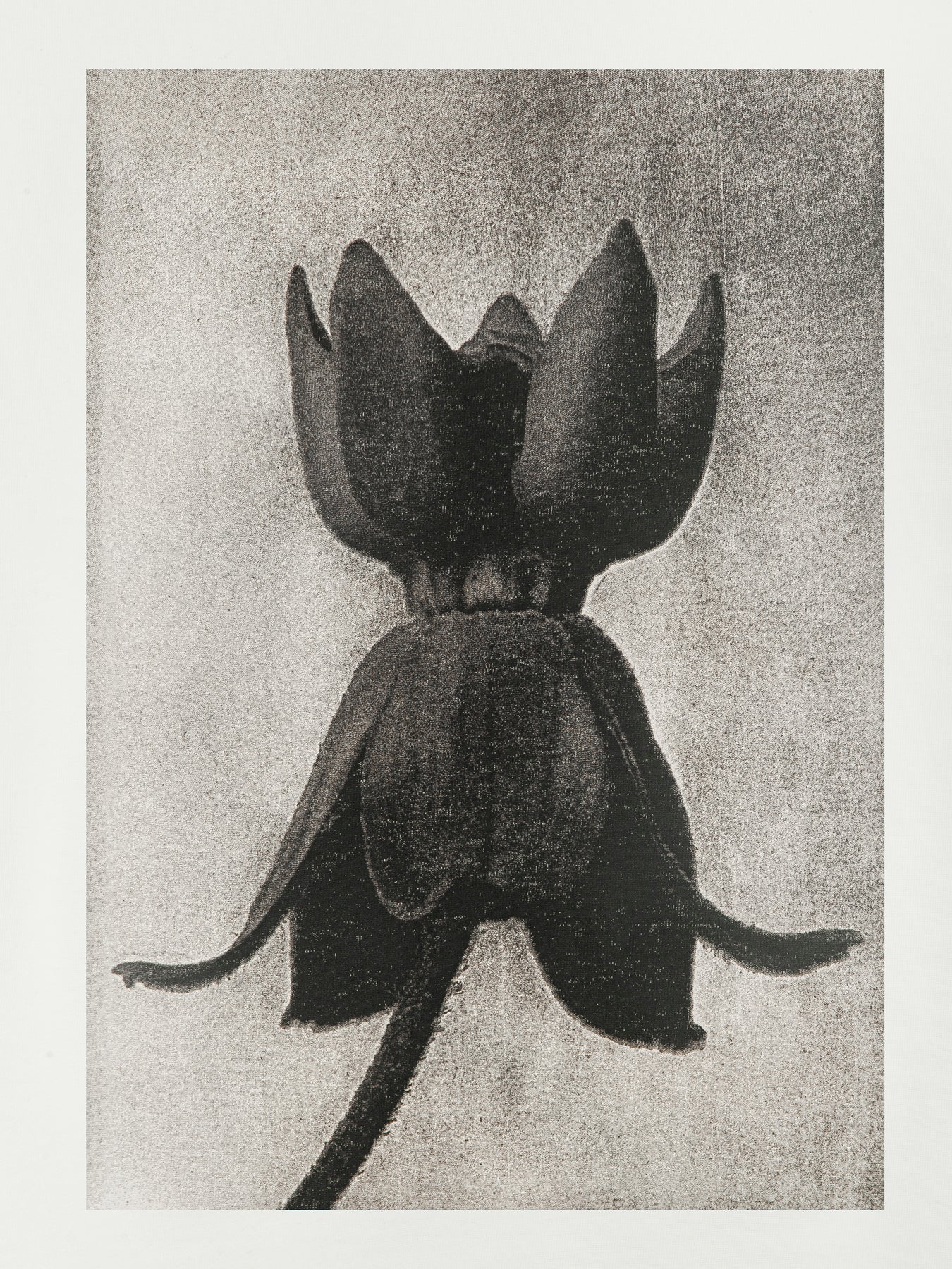 T-SHIRT GABRIELLE LIGHT ECRU LECOLLET